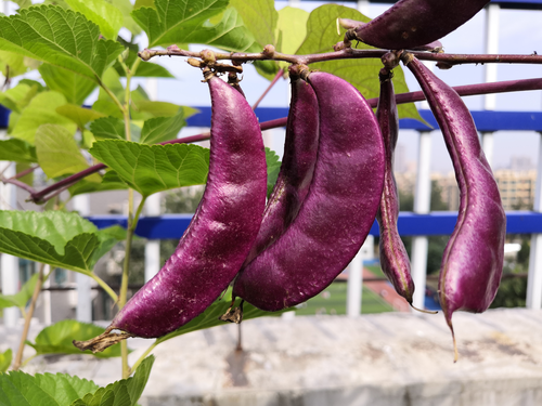肥硕的紫扁豆挂满枝头